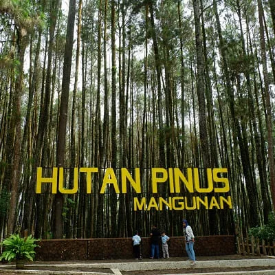 6 Hutan Pinus Mangunan